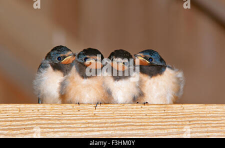 Giovani Rondini Hirundo rustica in attesa di un feed in una fattoria dependance Foto Stock