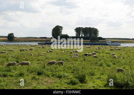 Chiatta commerciale navigando sul fiume Reno, Hitdorf, Renania settentrionale-Vestfalia (Germania). Foto Stock