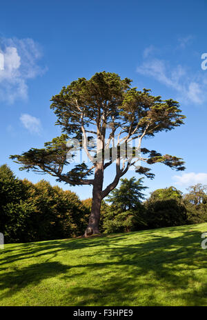 Cedro del Libano nel dominio di Castleward vicino a Strangford, County Down, Irlanda del Nord; Foto Stock