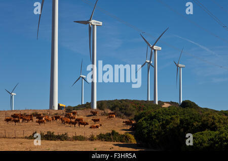 Generatori di vento o mulini a vento con una mandria di bovini, vicino a Casares, provincia di Malaga, Andalusia, Spagna Foto Stock