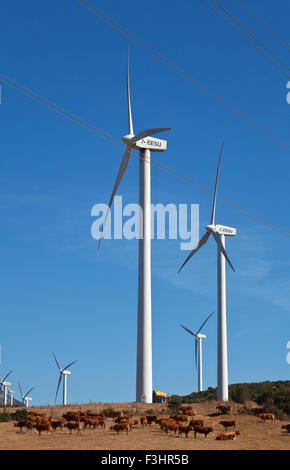Generatori di vento o mulini a vento con una mandria di bovini, vicino a Casares, provincia di Malaga, Andalusia, Spagna Foto Stock