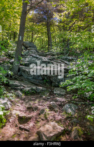 Rocce di grandi dimensioni sulla Appalachian Trail attraverso il Great Smoky Mountain National Park Foto Stock