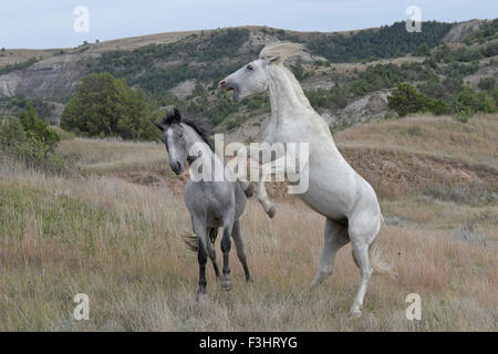 (Selvatici selvatici) cavallo, Parco nazionale Theodore Roosevelt, due stalloni in una breve scaramuccia Foto Stock