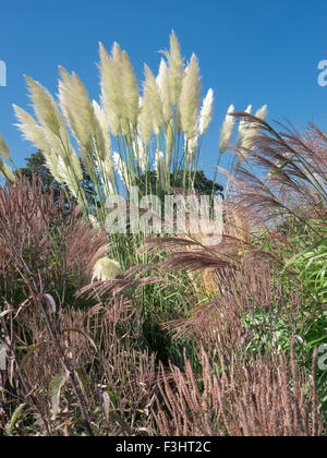 Cortaderia selloana, comunemente noto come Pampas erba con varietà di graminacee ornamentali in foregound Foto Stock