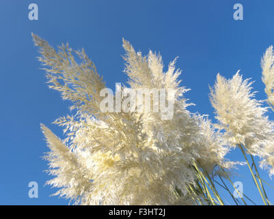 Cortaderia selloana, comunemente noto come Pampas erba è la fioritura delle piante native di Sud America meridionale Pampa Foto Stock