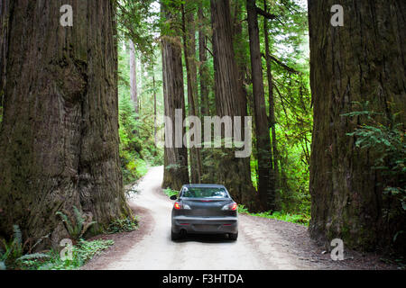 Una vettura guida su Howland Hill Road verso Stout Grove in Jedediah Smith Redwoods State Park. Foto Stock