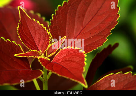 foglie rosse Foto Stock