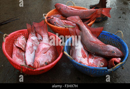 Lutiano rosso pesce nel mercato Foto Stock