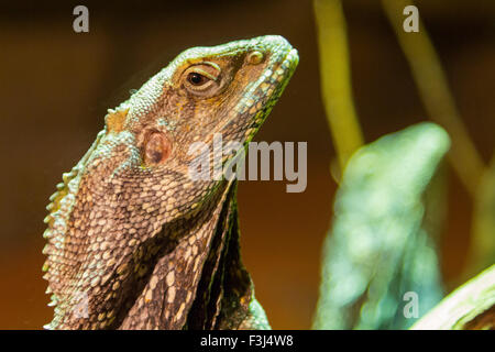 Clamidosaurio (Chlamydosaurus kingii) Foto Stock