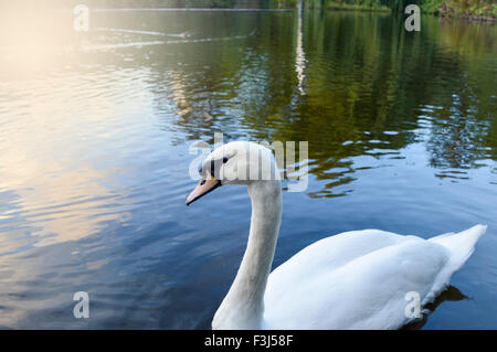 Swan nuotare in un lago calmo Foto Stock