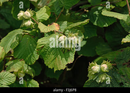 Hazel, Corylus avellana, dadi maturazione sulle piante selvatiche in estate, Agosto, Berkshire Foto Stock