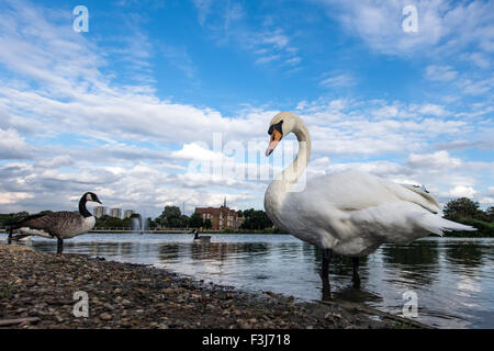 Cigni adulti (Cygnus olor) nell'acqua di Burgess Park, Londra, Inghilterra, Gran Bretagna, Regno Unito, Europa Foto Stock