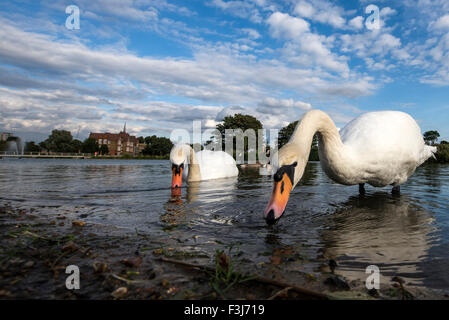 Cigni adulti (Cygnus olor) alimentazione in acqua Burgess Park, Londra, Inghilterra, Gran Bretagna, Regno Unito, Europa Foto Stock