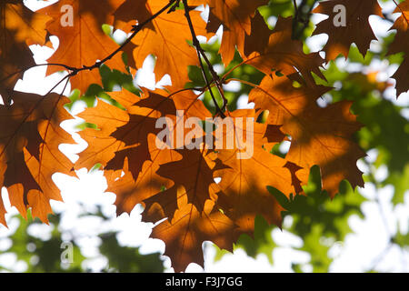 Wimbledon Londra,UK. 8 ottobre 2015. Visualizzazione di modifica dei colori su foglie in Wimbledon con l'arrivo dell'autunno Credito: amer ghazzal/Alamy Live News Foto Stock