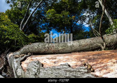 Alberi da foresta di Epping Forest, Inghilterra, Gran Bretagna, Regno Unito, Europa Foto Stock