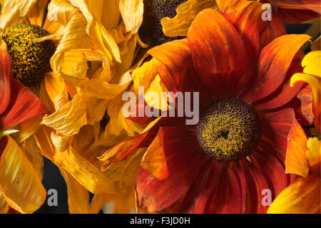 Appassito Fiore Rudbeckia Foto Stock