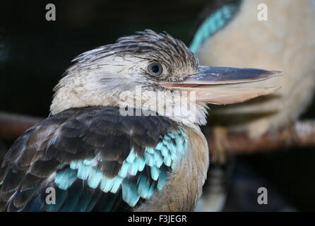 Australasian femmina Blue Winged kookaburra Kingfisher (Dacelo leachii) Foto Stock