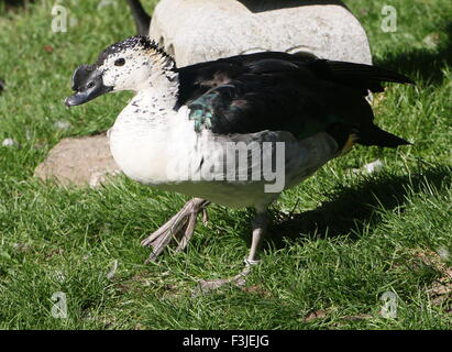 Voce maschile del Vecchio Mondo anatra a pettine o manopola fatturati anatra (Sarkidiornis melanotos melanotos) Foto Stock