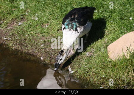 Voce maschile del Vecchio Mondo anatra a pettine o manopola fatturati anatra (Sarkidiornis melanotos melanotos) Foto Stock