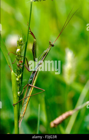 Ombra mantodea close up del lato selvaggio della mantide religiosa su un verde ramo marrone nella fioritura bush Foto Stock