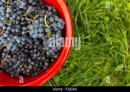 Appena raccolto di uve rosse in un bauletto (toni di colore immagine) Foto Stock