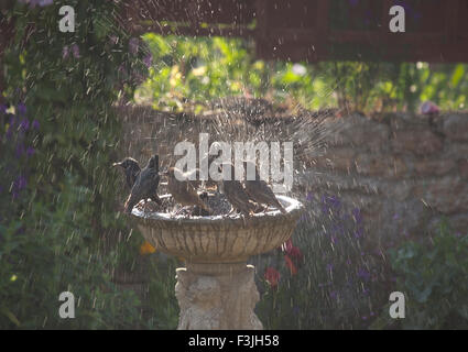 Starling comune di balneazione di gruppo Foto Stock