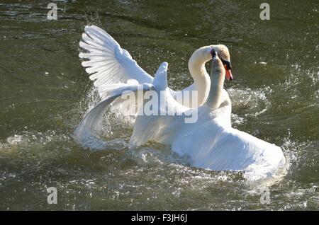 Voce maschile Cigni combattendo sul fiume Avon Foto Stock