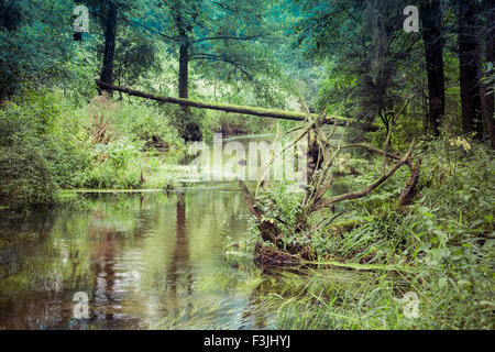 Fiume Hancza nero. Suwalsczyzna. Polonia Foto Stock