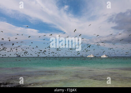 Branchi di blue footed boobies, Sula nebouxii accise, volando sopra la riva del mare a Bachas Beach, Isola di Santa Cruz, Isole Galapagos nel mese di settembre Foto Stock