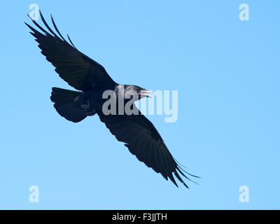 American Crow in volo Foto Stock