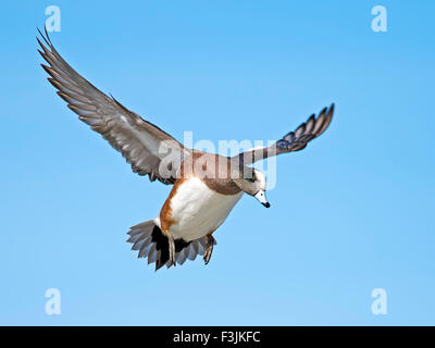 Maschio Wigeon americano in volo Foto Stock