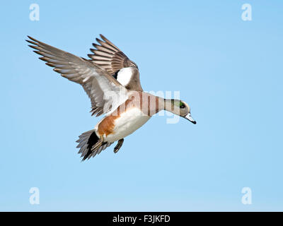 Maschio Wigeon americano in volo Foto Stock