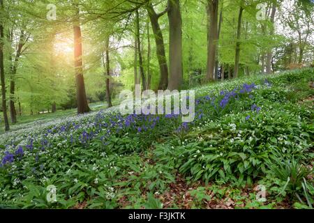 La molla del bosco di faggio con Bluebells e Ramsons in fiore, Inghilterra Foto Stock