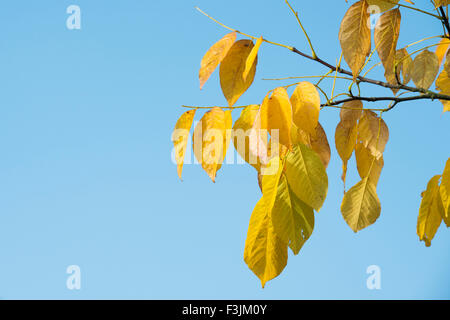 Cladrastis kentukea . Kentucky yellowwood / American yellowwood foglie virava al giallo in autunno. Regno Unito Foto Stock