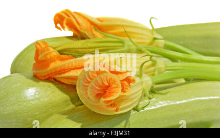 Giallo fiori di zucca su sfondo bianco Foto Stock