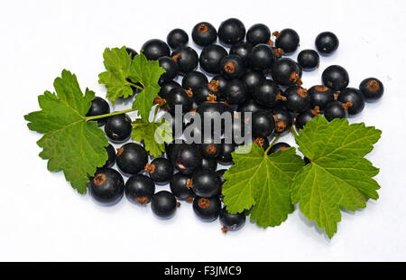 Ribes nero con foglie Foto Stock