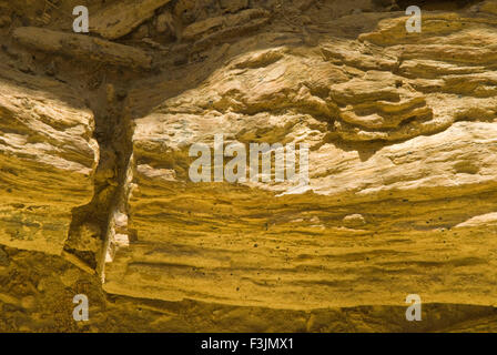 Il legno fossile Aakal parco a Jaisalmer ; Rajasthan ; India Foto Stock