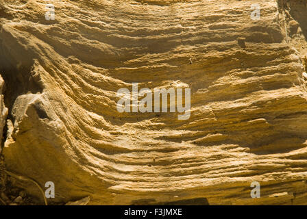 Il legno fossile Aakal parco a Jaisalmer ; Rajasthan ; India Foto Stock