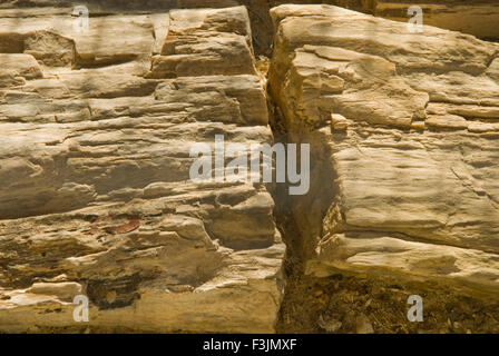 Il legno fossile Aakal parco a Jaisalmer ; Rajasthan ; India Foto Stock