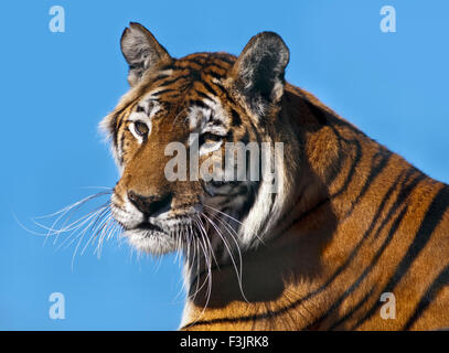 Lola, tigre del Bengala (panther tigri tigri), Isola di Wight Zoo, Sandown, Isle of Wight, Hampshire, Inghilterra Foto Stock