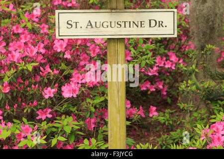 Un colorato fotografia di un cartello che diceva "t Agostino Drive' nel cimitero Bonaventura a Savannah, Georgia. Foto Stock