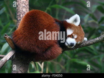 Asian panda rosso (Ailurus fulgens) dormire in una struttura ad albero Foto Stock