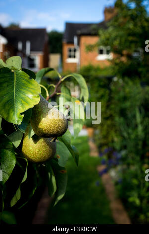 Pere conferenza su un albero in un paese di lingua inglese Giardino Foto Stock