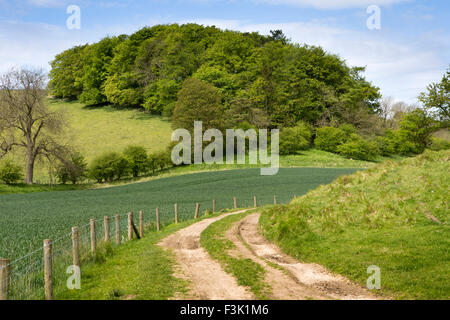 Regno Unito, Inghilterra, Yorkshire East Riding, Thixendale, Wolds Way passando Campo di grano al di sotto di bosco Foto Stock