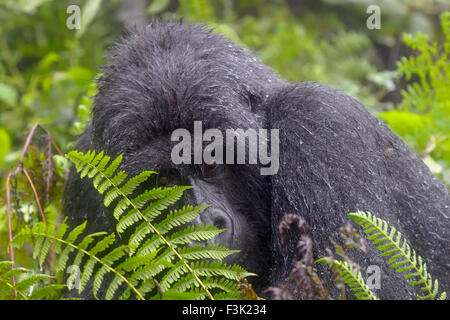 Gorilla di Montagna (Gorilla gorilla beringei) grandi silverback Agasha maschio dal gruppo Agasha, ritratto dietro la felce e pioggia, V Foto Stock