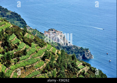 Vista la posizione esposta di Manarola presso la costa e la brusca discesa di circostanti vigneti, Cinque Terre, Italia Foto Stock