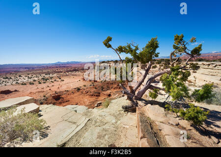 Vista albero vicino a Parco Nazionale di Canyonlands, STATI UNITI D'AMERICA Foto Stock