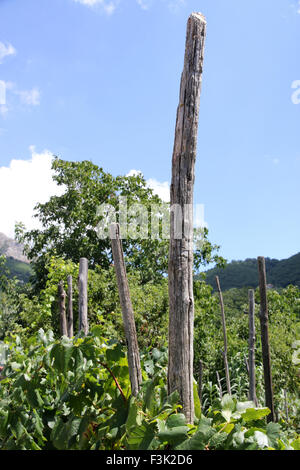 Italian vitigno Foto Stock