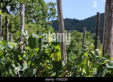 Italian vitigno Foto Stock