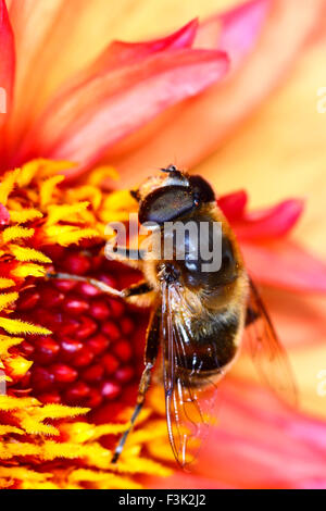 Leeds, Regno Unito. 08 ott 2015. Dopo una settimana di tempo umido il sole splendeva infine oggi evidenziando i bellissimi colori autunnali a golden acre park vicino a Leeds, West Yorkshire.Questo ape era occupato impollinare un Fiore Dahlia testa. prese il 8 ottobre 2015. Credito: Andrew gardner/alamy live news Foto Stock